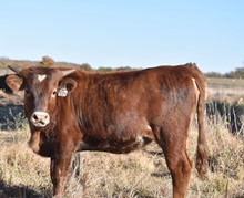 #2234 - RJF Casanova Rosebud x Pacific Rio