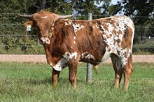 RJF Worth The Sass X Heads Up - Calf - Tag 025
