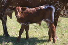 RJF RIVERFORK -Bull Calf -  TAG 308