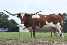 RJF Cha-Ching My Bell - Tag  102