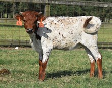 RJF Awesome REb X Cowboy Tuff (R55) calf 132