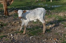 RJF SHEZA PRETTY BULL CALF- Tag 809