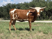 MN REBEL ZOEY X BR JUNGLE JIM  - TAG 2138