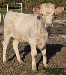25 Rustic x Midas Bull