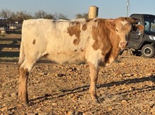 BL DAZZLE X PCC MIDAS TOUCH TAG, 3370