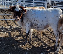 Moana Heifer