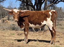 MN REBEL ZOEY X BR JUNGLE JIM  - TAG 2138