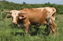 ALLENS TOP CHERRY X KID ROCK - TAG 2099