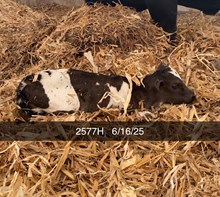 SADDLE JEWEL X BR JUNGLE JIM - TAG 2577
