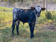 HAPPY 9 X RJF SHEZA TOPPER BULL CALF