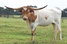 RJF ADDYSON 314