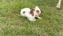 Garlands Big Tex x RJF Cha Ching Classic Tag 323
