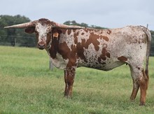  RJF SHEZA TOP GAL 338