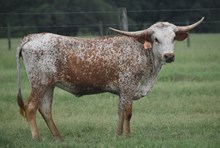 RJF STAR OF THE SHOW 340