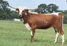 RJF TEMPTATION 346