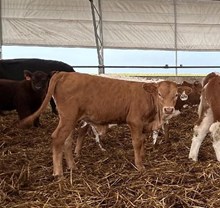 STARS DREAM CATCHER X WT KID ROCK- TAG 3499