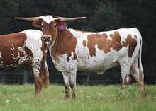RJF SOUTHERN CHARISMA 404 