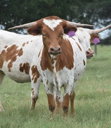 RJF DIXIELAND DELIGHT 406 