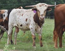 BR JUNGLE JIM X RJF CHA-CHING CLASSIC TAG 423 (B)