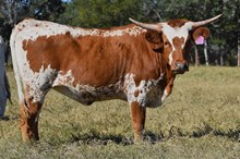 RJF SPARKLE LIKE A DIAMOND 430