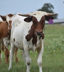WT KID ROCK X TS GIANNA (H) TAG 432