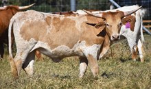 RJF ROCKIN' WITH GRACE 434