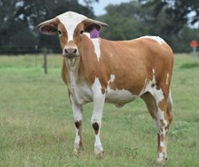WT KID ROCK X RJF RIO'S WORTH TAG 438