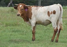 WT KID ROCK X RJF CHA-CHING MY BELL (H) TAG 442