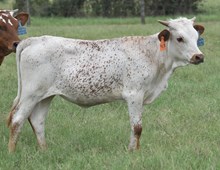 RJF EXCELERATOR X TOP STARLET (H) ET TAG 468