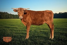  4C TIED IN AWESOMENESS