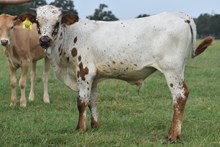 PACIFIC COWBOY 40 X RJF TOP SHELF TAG 501 (B)
