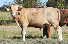 PCC MIDAS TOUCH X  RJF SHEZA BRICK (b) Tag 503