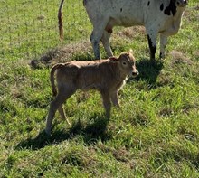 RJF DEBUTANT 032 X PCC MIDAS TOUCH TAG 506