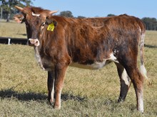 PCC MIDAS TOUCH X RJF MVP COWGIRL TAG 512