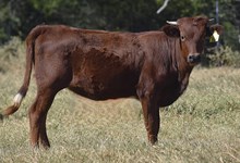 PCC MIDAS TOUCH X HH 100 ROSES (H) TAG 514