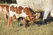 RJF MAMA WANTS X REBEL HR TAG 535