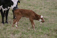 RJF TEXANA HEIFER