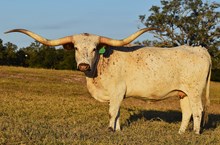 6CR COCAINE LADY TEX