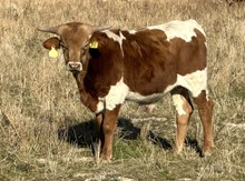 Marie Laveau 25 bull