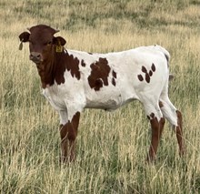 Pacific Mazoo 25 hef