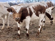 Custom Chrome/Masquerade steer23