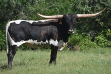RJF Texas Rebel - Tag 927