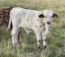 Summer Queen 25 steer