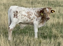 Sloan Ranger 25 bull