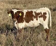 Pacific Sunset 25 hef