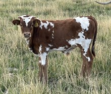 Divine Diamond 25 bull