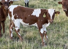 Diamond Lady 25 steer