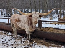 RRR Miss Cowgirl Pat 806