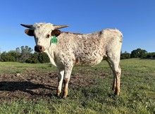 BUGSY 244