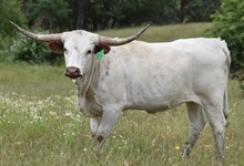 6CR COCAINE LADY TEX